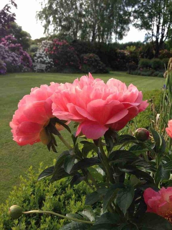基督城 Rhododendron Garden酒店 外观 照片