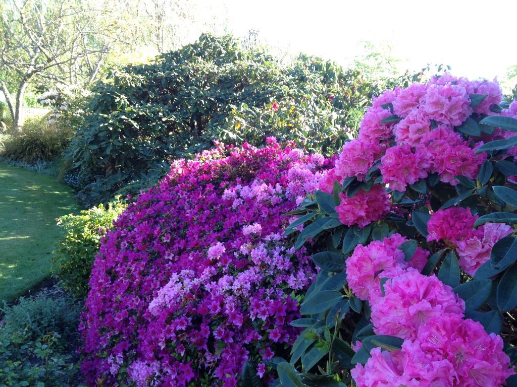 基督城 Rhododendron Garden酒店 客房 照片
