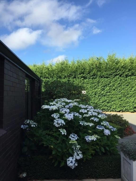 基督城 Rhododendron Garden酒店 外观 照片